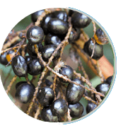 Prosta Peak Ingredients